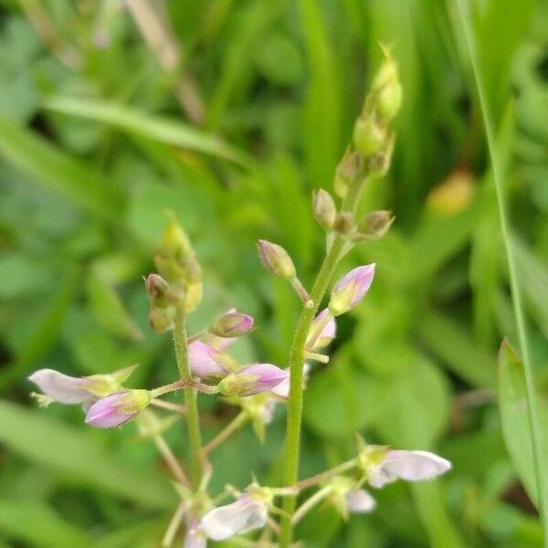 Desmodium paniculatum Květ