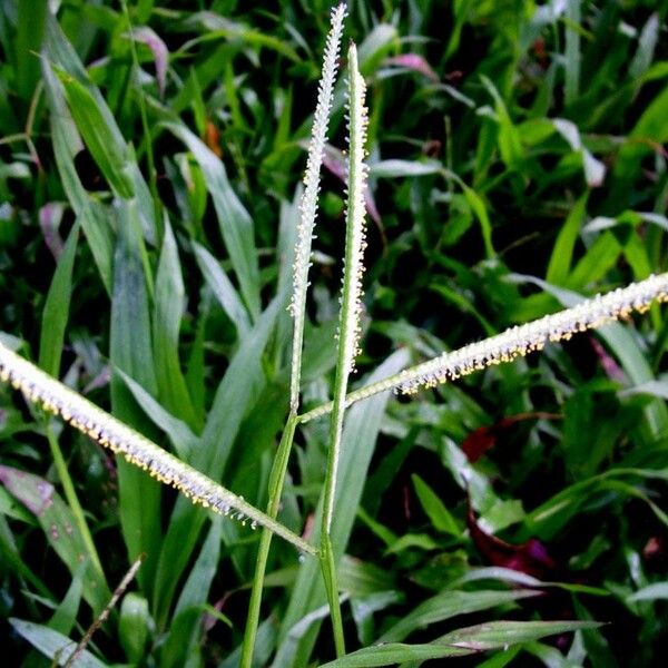 Paspalum conjugatum ᱪᱷᱟᱹᱞᱤ