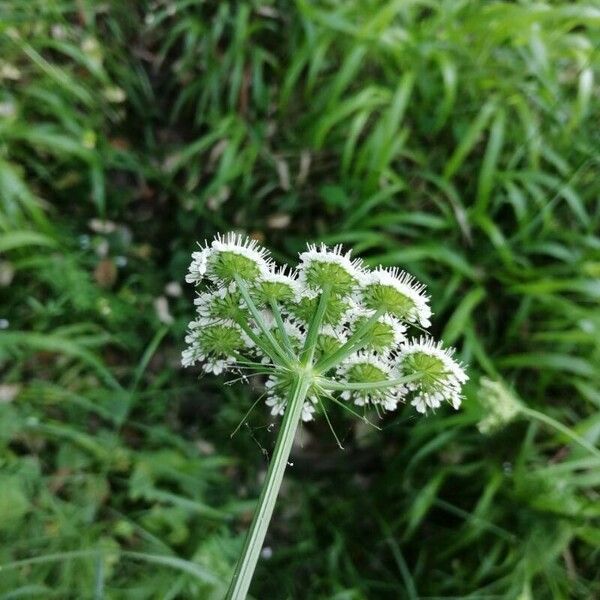 Oenanthe pimpinelloides Floare