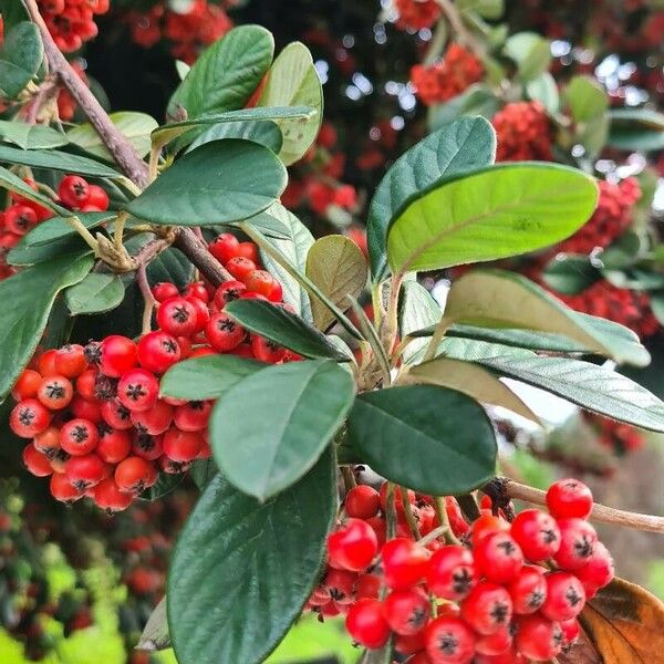 Cotoneaster coriaceus 叶