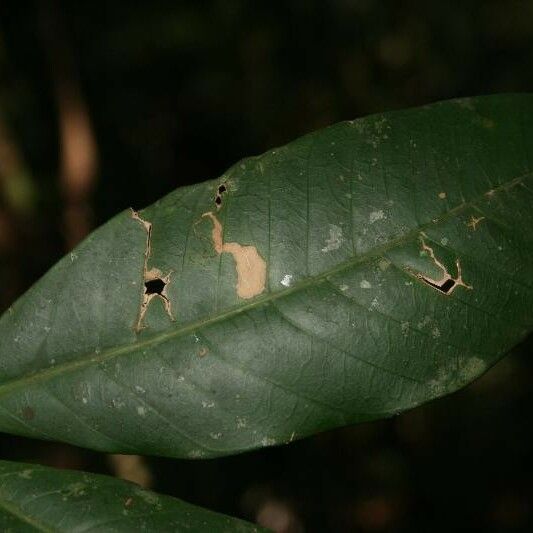 Tabernaemontana macrocalyx Leht