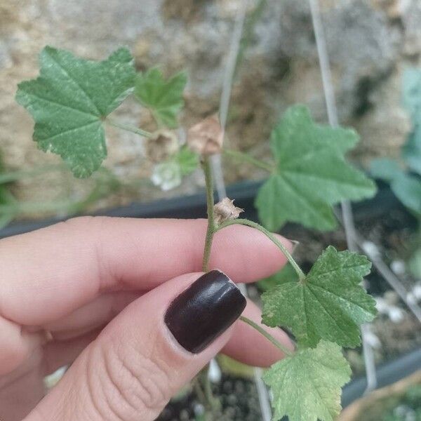 Malva parviflora Yaprak