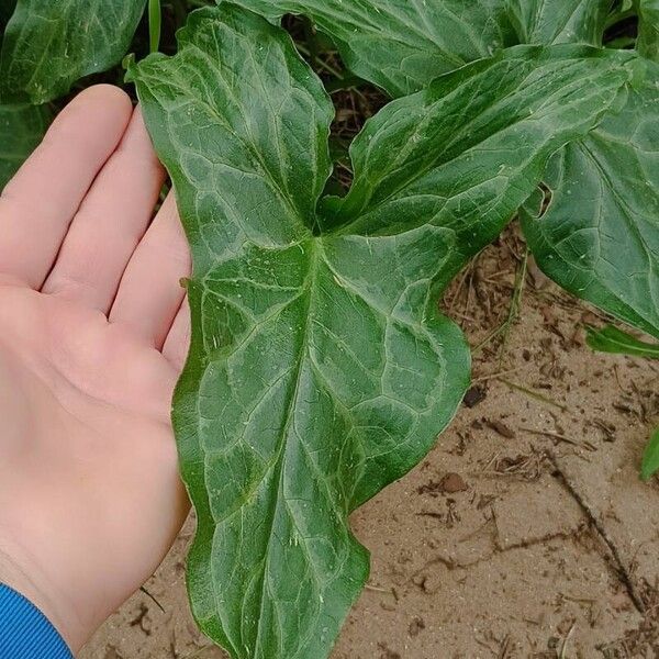 Arum italicum Φύλλο