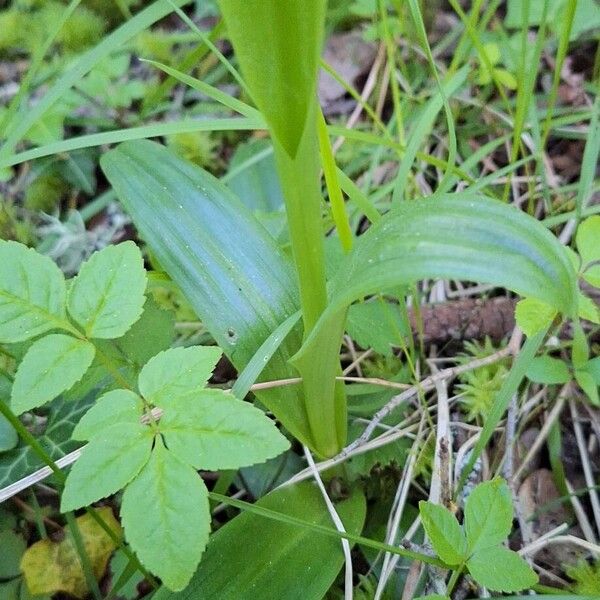 Orchis anthropophora Leaf