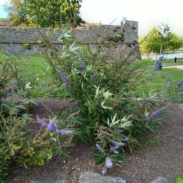 Vitex agnus-castus Habit