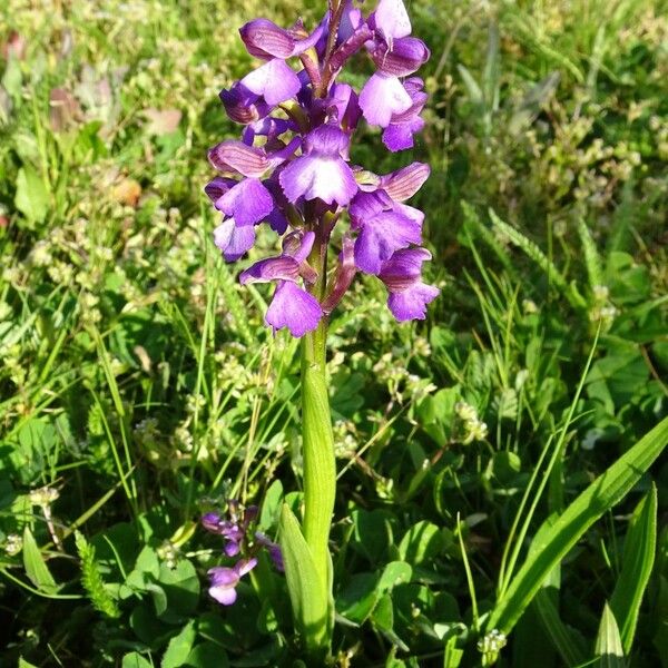 Anacamptis morio 形態