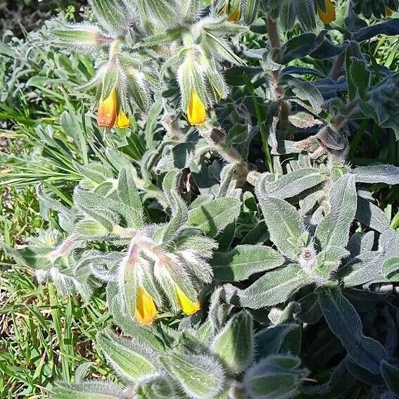 Onosma frutescens Blomma