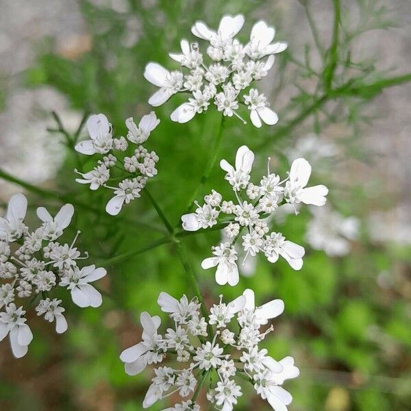 Coriandrum sativum ফুল