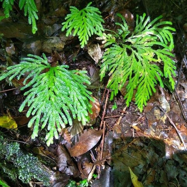 Selaginella flabellata (Fan spikemoss)