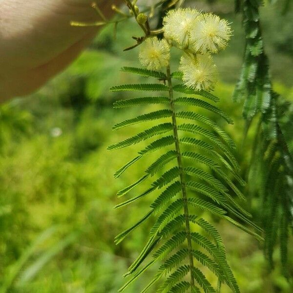 Acacia mearnsii पत्ता