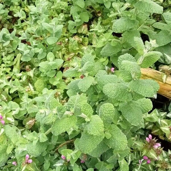 Mentha × villosa Habit