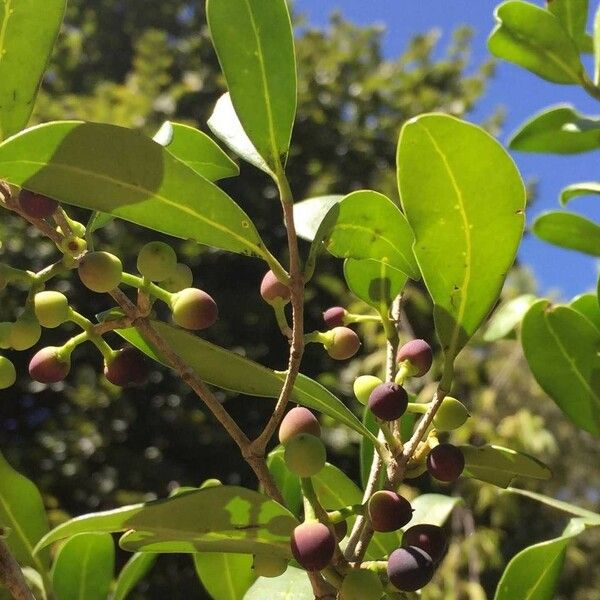 Chionanthus foveolatus Fruto