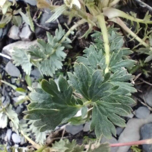 Geum reptans Leaf