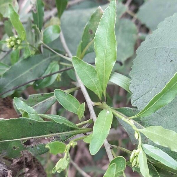 Cestrum euanthes Leaf