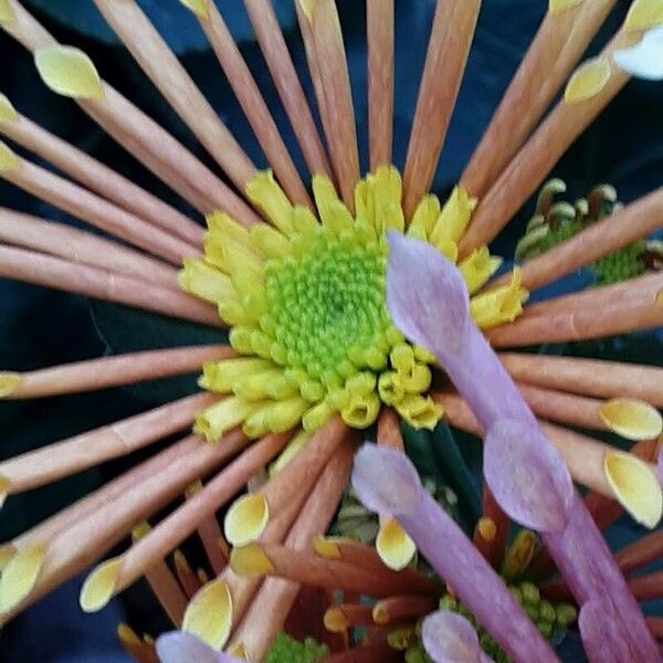 Chrysanthemum × morifolium Blüte