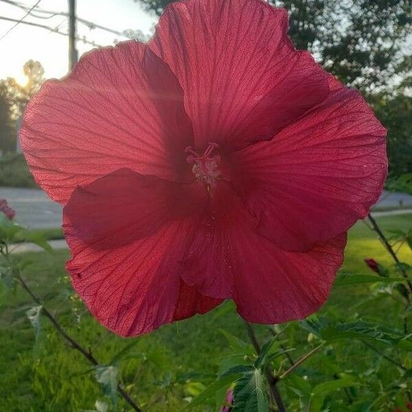 Hibiscus moscheutos Floro