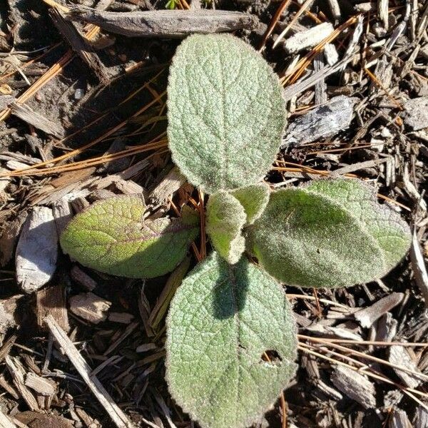 Verbascum phlomoides Folha