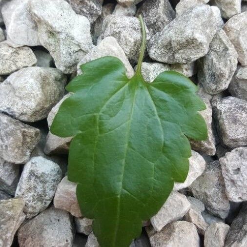 Clematis vitalba Hoja