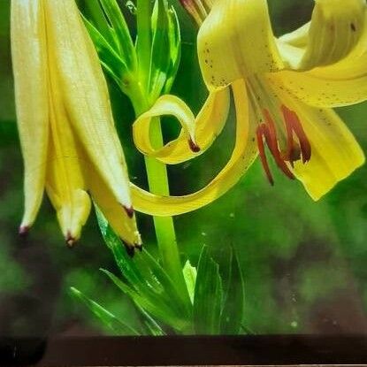 Lilium canadense Flower