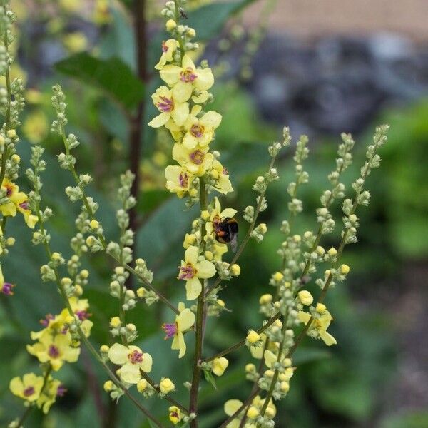 Verbascum nigrum Vivejo