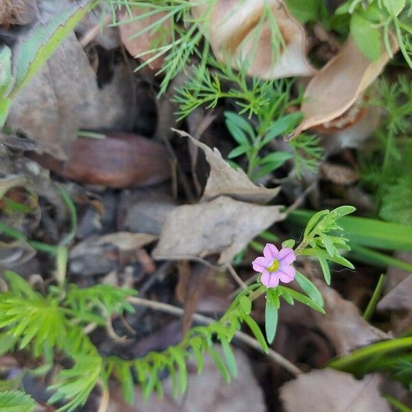 Lythrum hyssopifolia 花