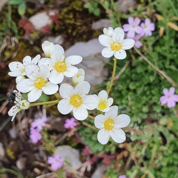 Saxifraga paniculata Blüte