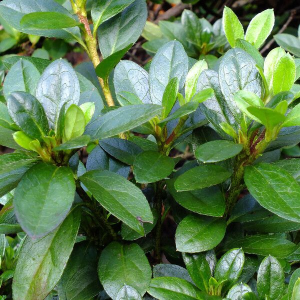 Rhododendron indicum Leaf