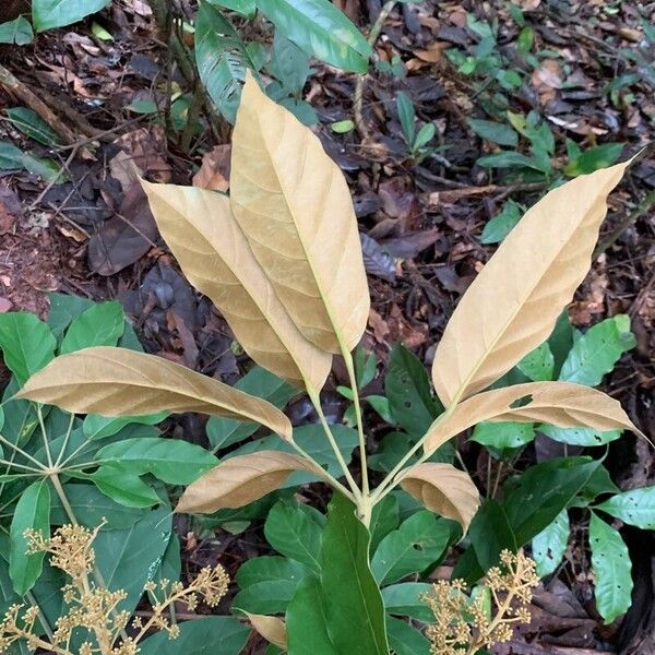 Didymopanax morototoni Leaf