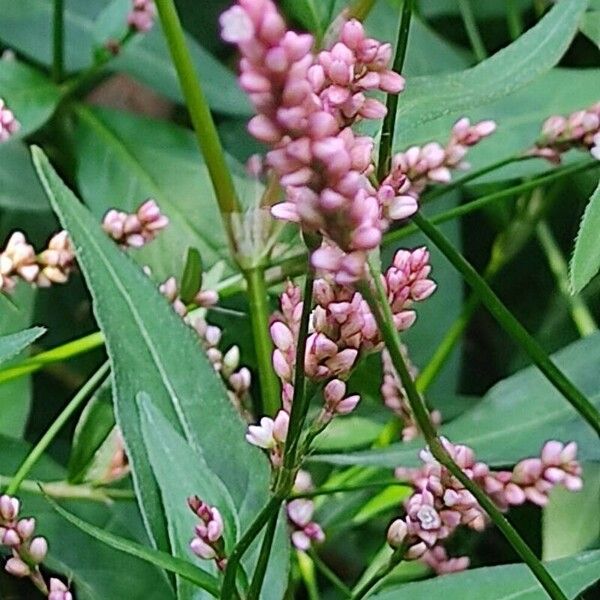 Polygonum persicaria Flower