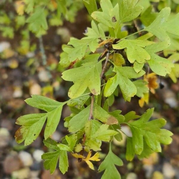 Crataegus rhipidophylla পাতা