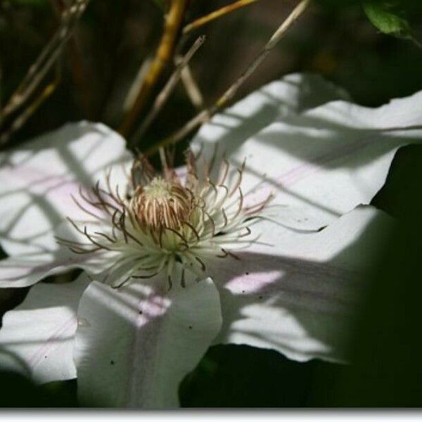 Clematis patens Flower