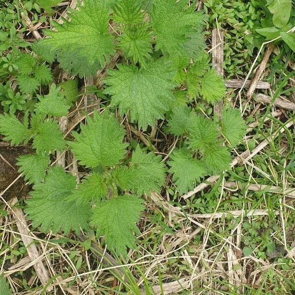 Urtica urens Leaf