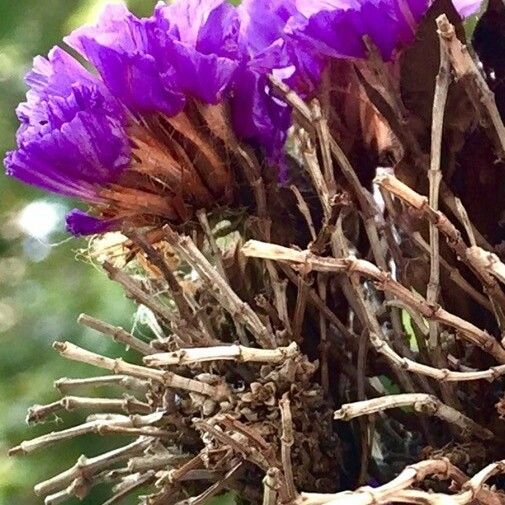 Limonium sinuatum Λουλούδι