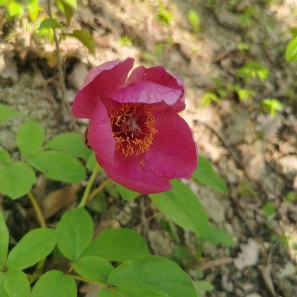 Paeonia mascula Flower