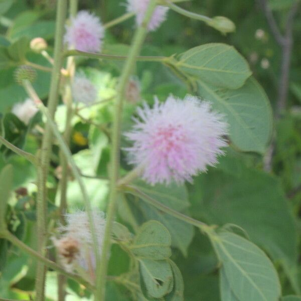 Mimosa albida Fruto