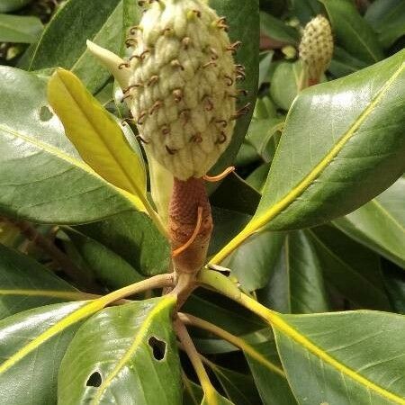 Observación: Magnolia grandiflora L. (Jorge Alcauza 26 de jun. de 2021)  Europa Occidental - Pl@ntNet identify