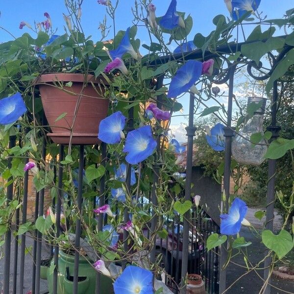 Ipomoea hederacea 花