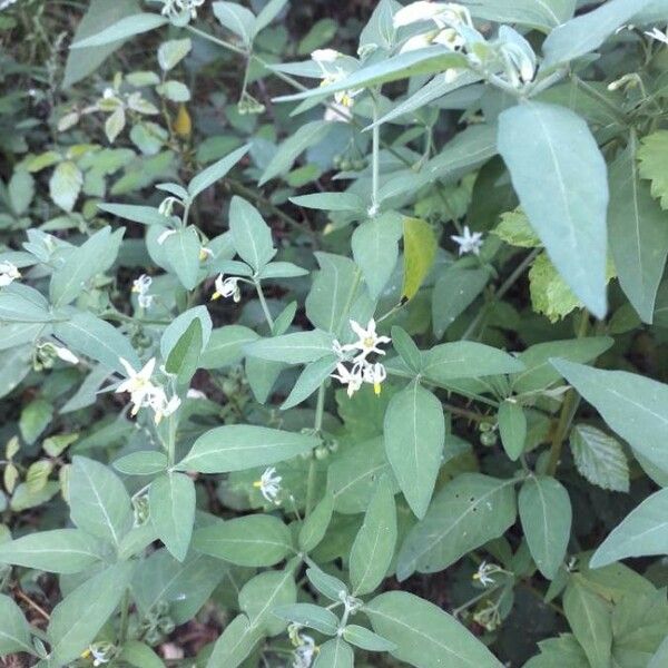 Solanum chenopodioides Квітка