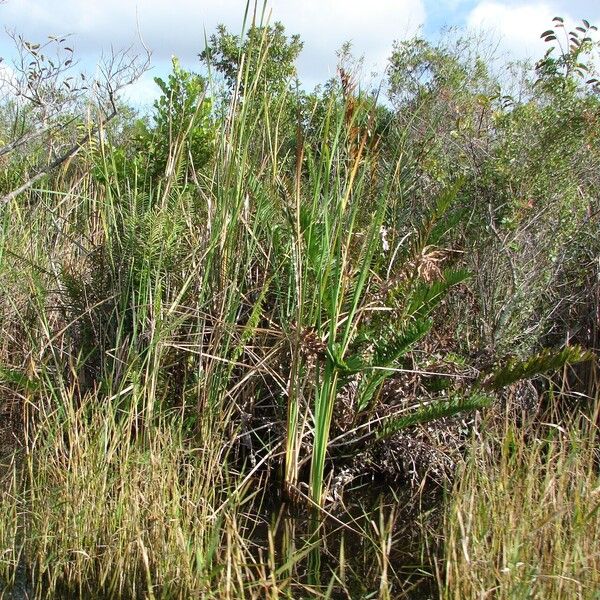 Typha domingensis Leaf