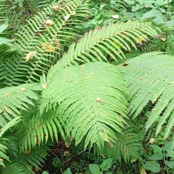 Matteuccia struthiopteris Blatt