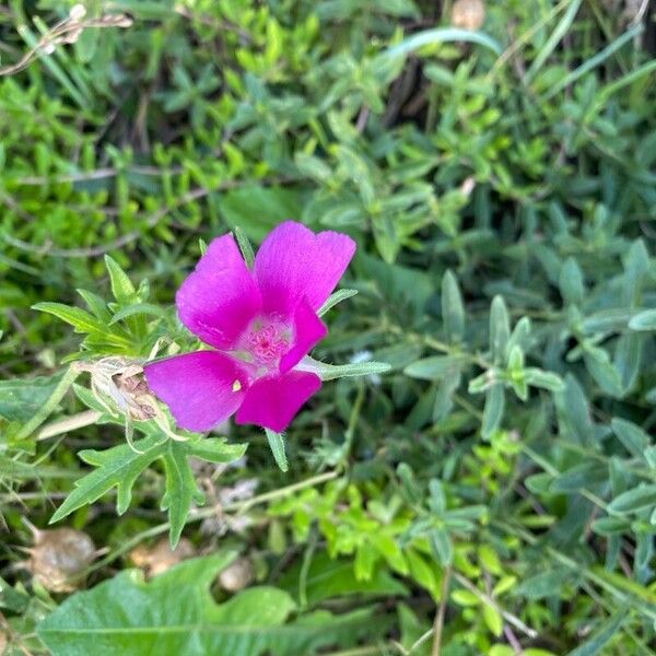 Callirhoe involucrata Flower