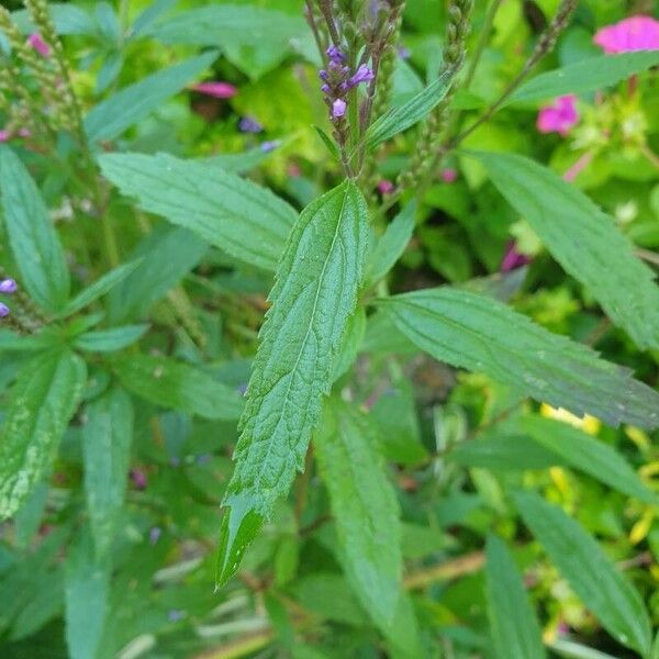 Verbena hastata ഇല