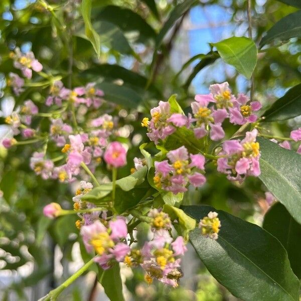 Malpighia glabra Flower