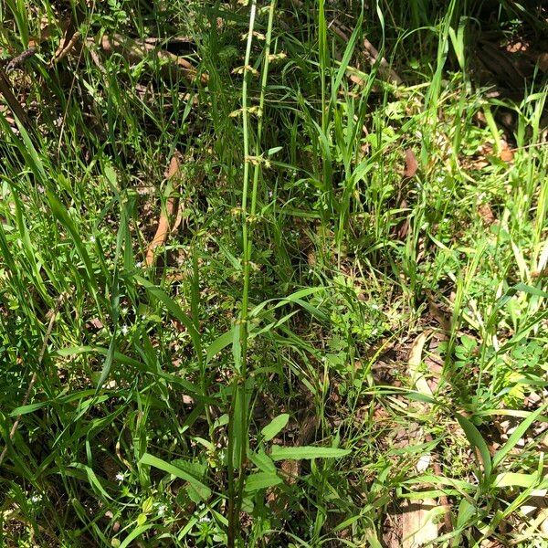 Rumex brownii Habit