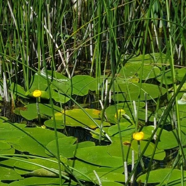 Nuphar lutea Flower