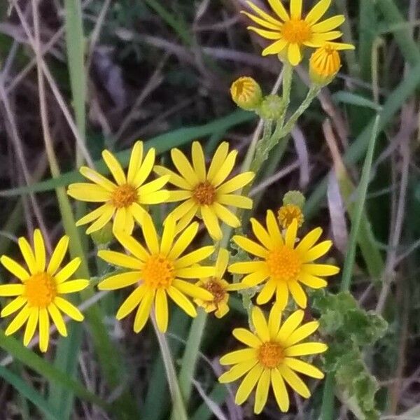 Senecio squalidus Flower