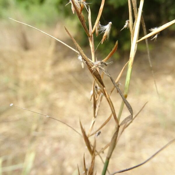 Hyparrhenia hirta Fruchs