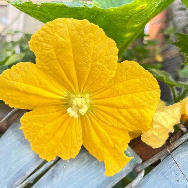 Benincasa hispida Flower