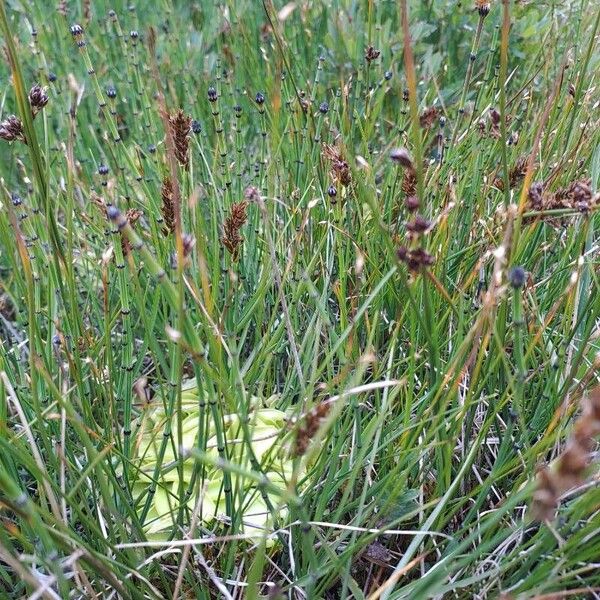 Pinguicula vulgaris Hostoa