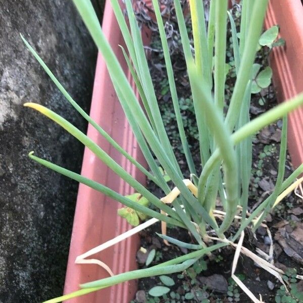 Allium fistulosum Fulla